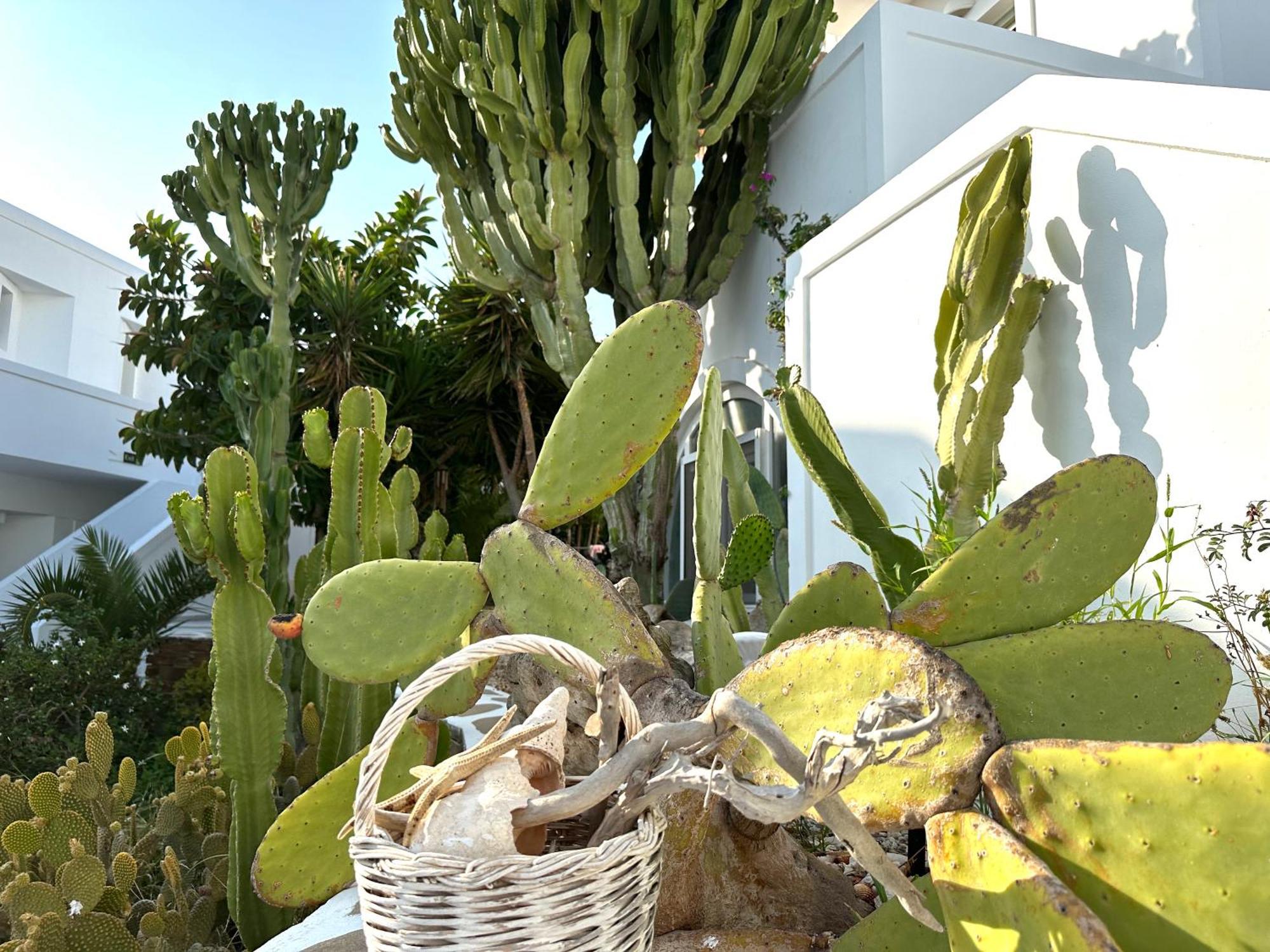 Artemis Hotel Antiparos Town Extérieur photo